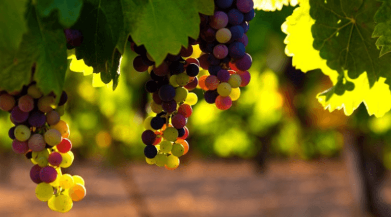 Rincón Litúrgico: «Yo soy la Vid, ustedes los sarmientos»